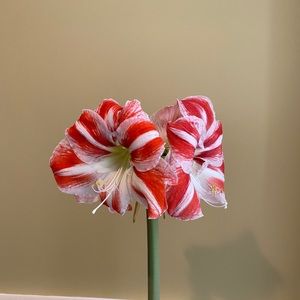 Meet your Posher, Abigail